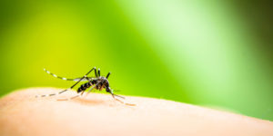 foto de mosquito transmissor da dengue e Chikungunya