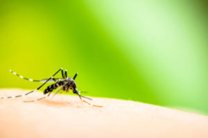 foto de mosquito transmissor da dengue e Chikungunya